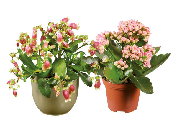 Mini Flowering Plants