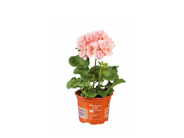 Upright Geranium