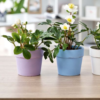 Helleborus