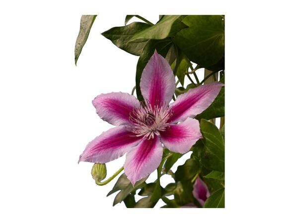 Climbers & Clematis