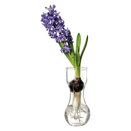 Hyacinth with Glass Vase - Assorted Color