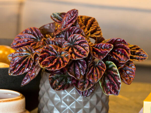 Peperomia