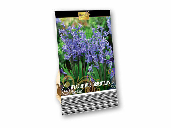Premium blomsterløg