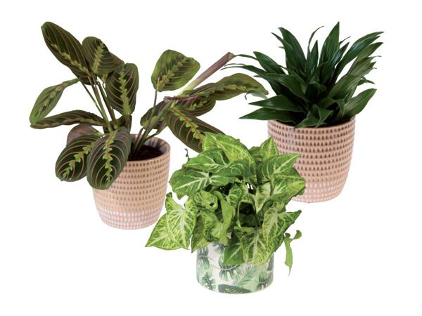Green plants