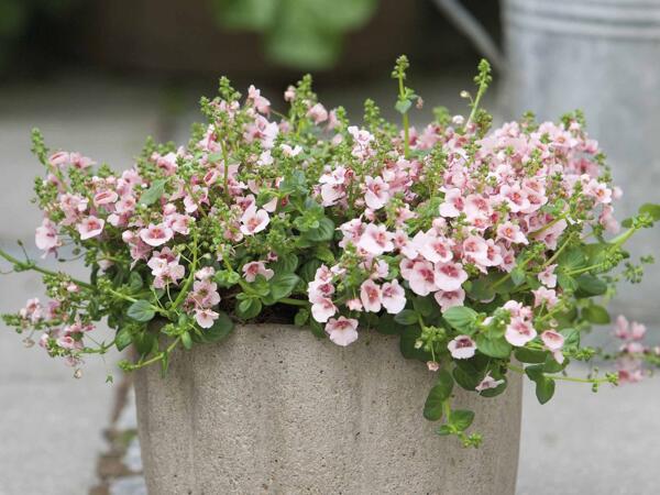 Tvillingeblomst