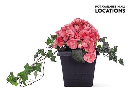 8" Patio Planter Assorted Varieties