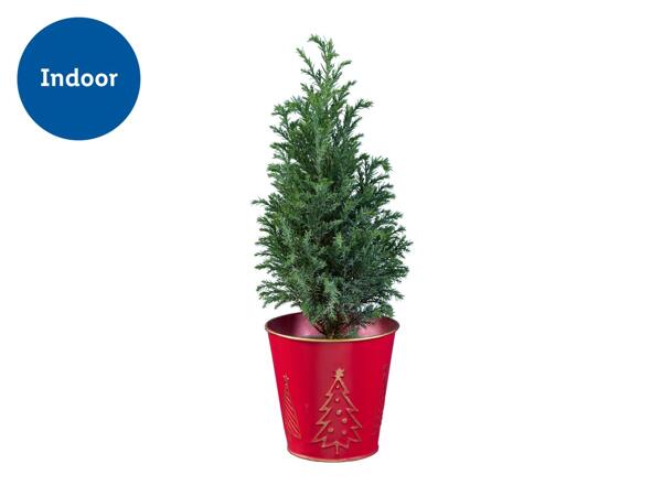 Mini Christmas Tree in Festive Tin