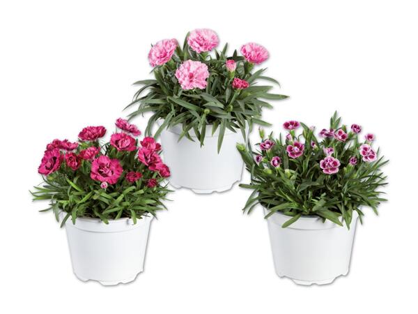 Dianthus