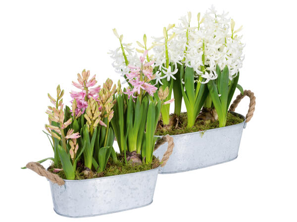 Hyacinths in Metal Pot