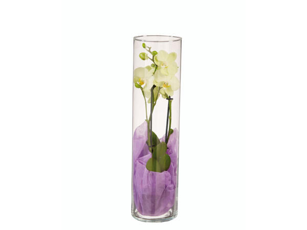 Phalaenopsis in Glasvase