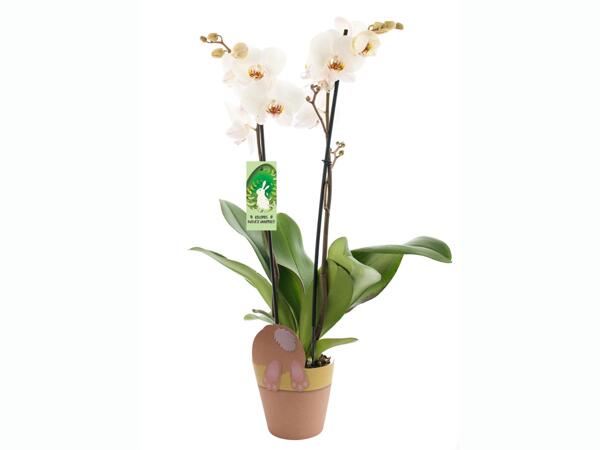 Húsvéti orchidea*