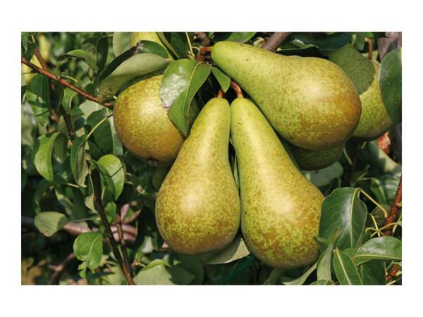 British Fruit Trees