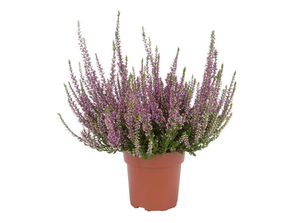 Autumn Heather