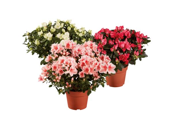 Azalea