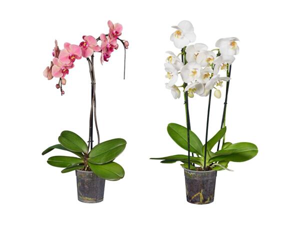 Phalaenopsis dans une forme spéciale