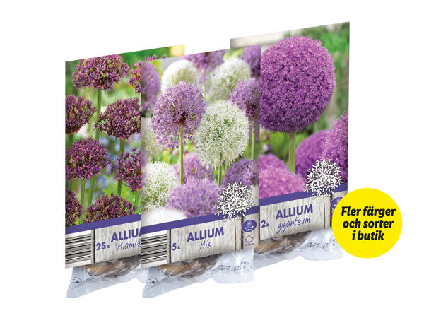 Alliumlökar