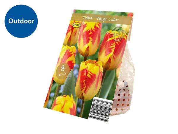 Premium Bulbs Tulipa "Banja Luka"