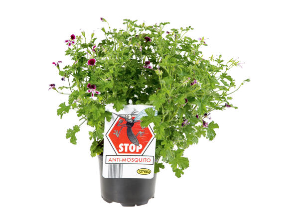 Scented geraniums