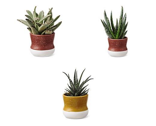 Petite Succulent Assorted Varieties