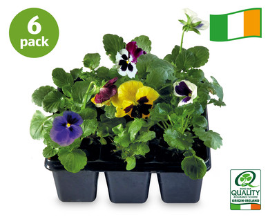 Irish Pansy/Viola
