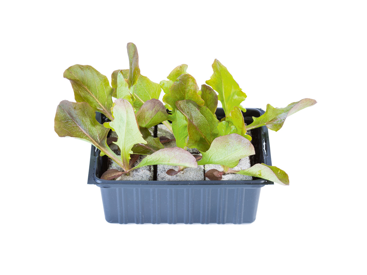 Vegetable Plants1