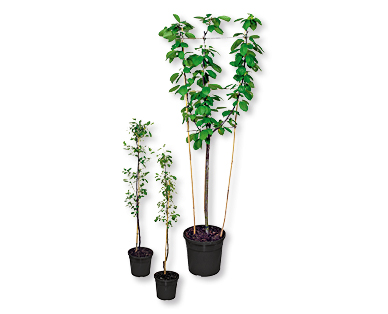 Arbre fruitier en espalier ou colonnaire
