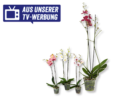 GARDENLINE(R) Phalaenopsis XXL