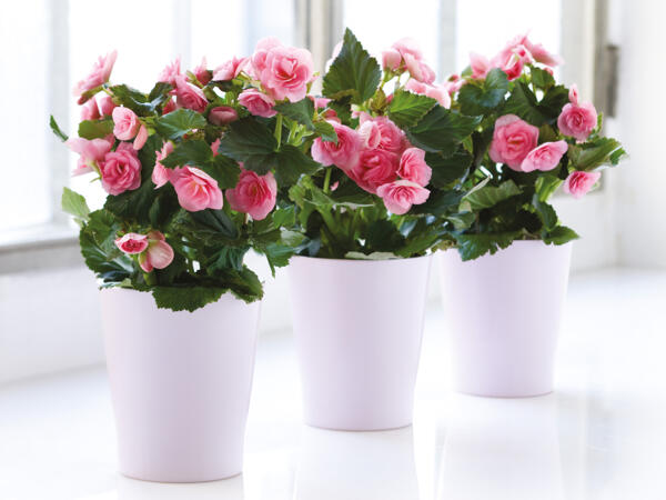 Begonia