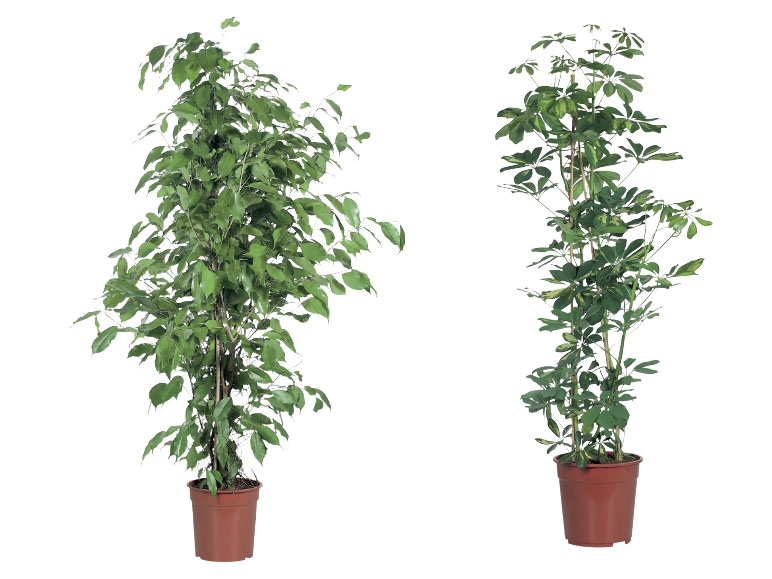 Large Green Houseplant