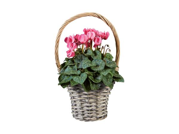 Cyclamen Basket