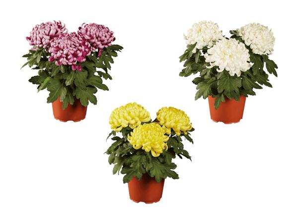 Chrysanthèmes décoratifs