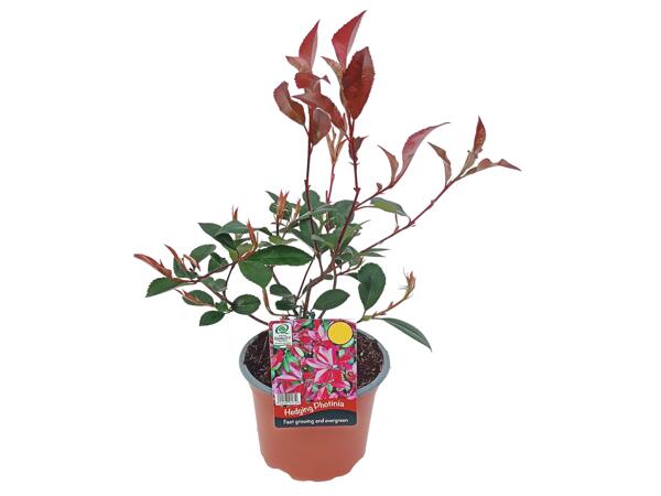 Hedging Photinia