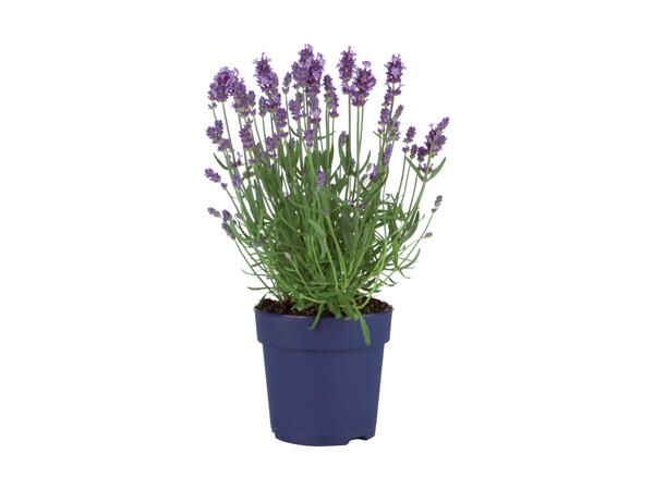 Lavendel Hidcote Blue