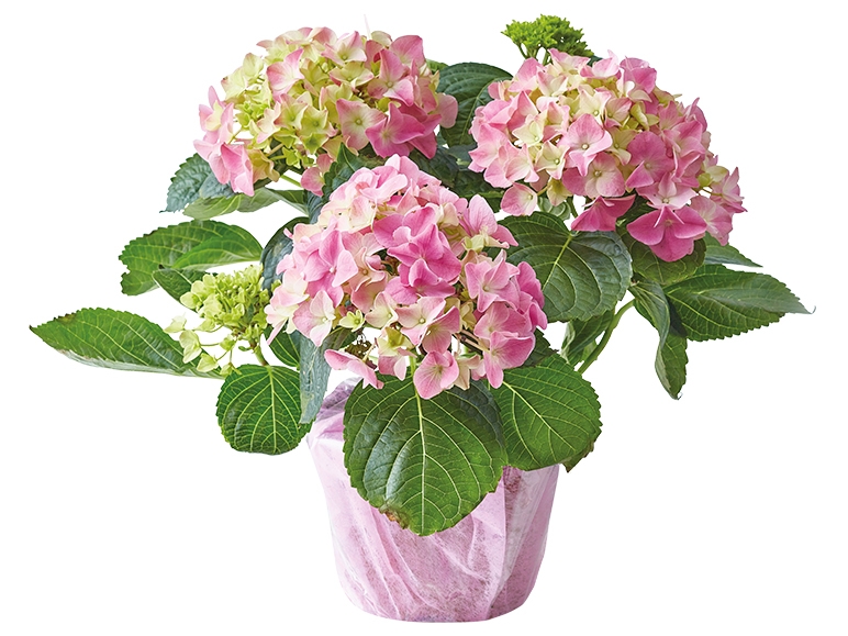 Hydrangea Gift