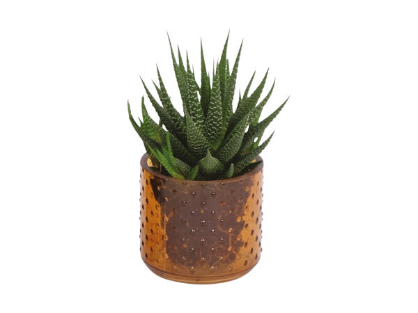 Grøn plante i keramik