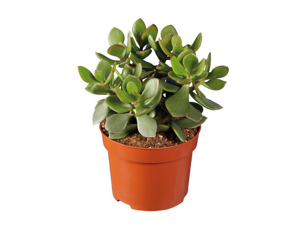 Succulents