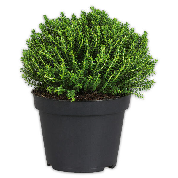 Stacheldrahtpflanze / Hebe Mix