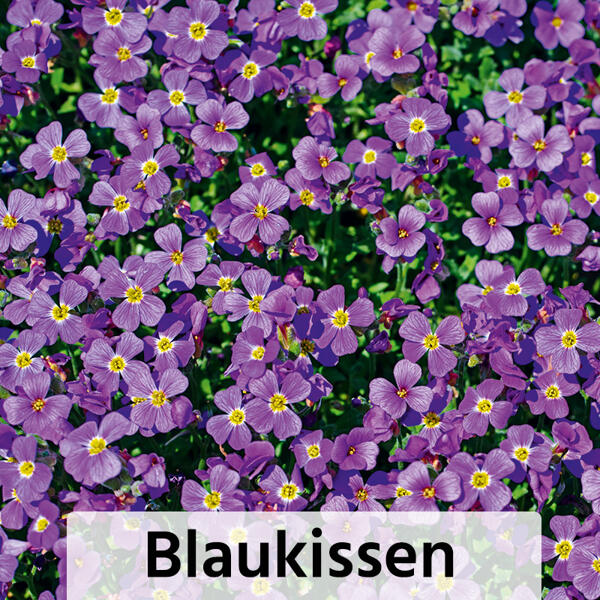 Stauden-Mix