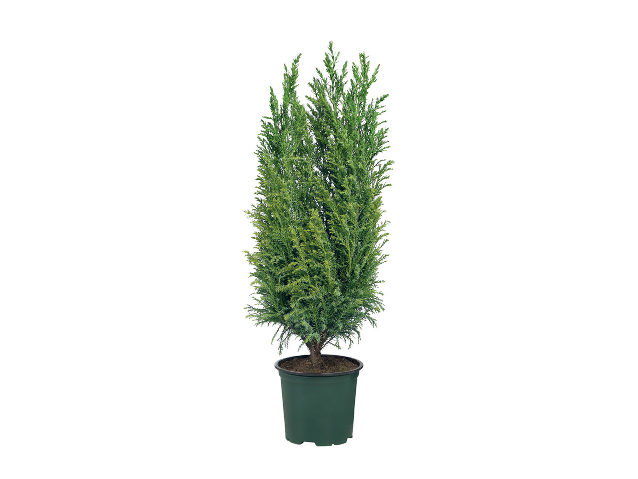Assorted Conifers1