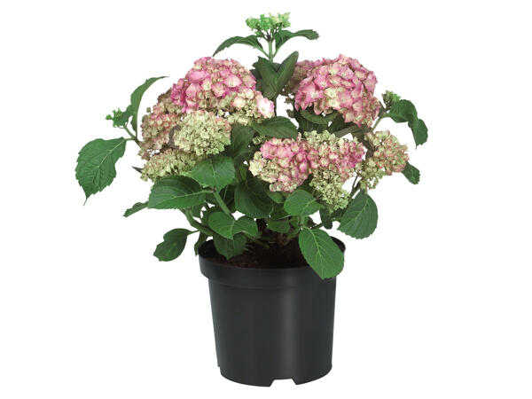Gartenhortensien