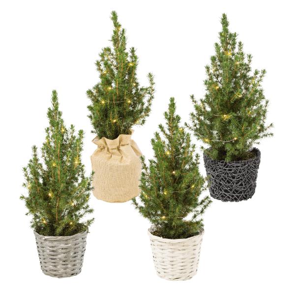 Weihnachtsbaum