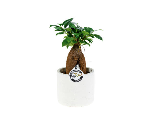 Easy Care Plant