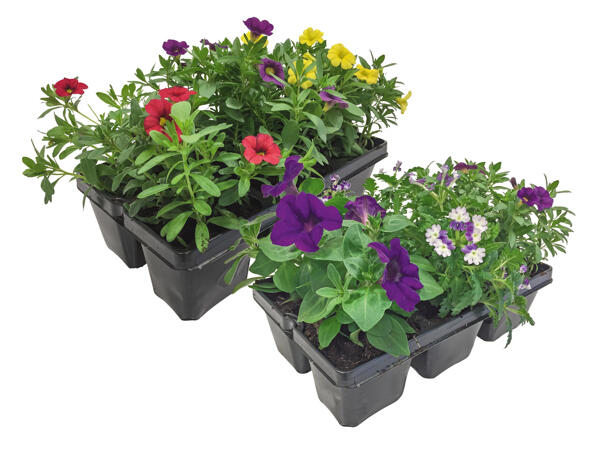 Flowering Plants for Flowerbeds