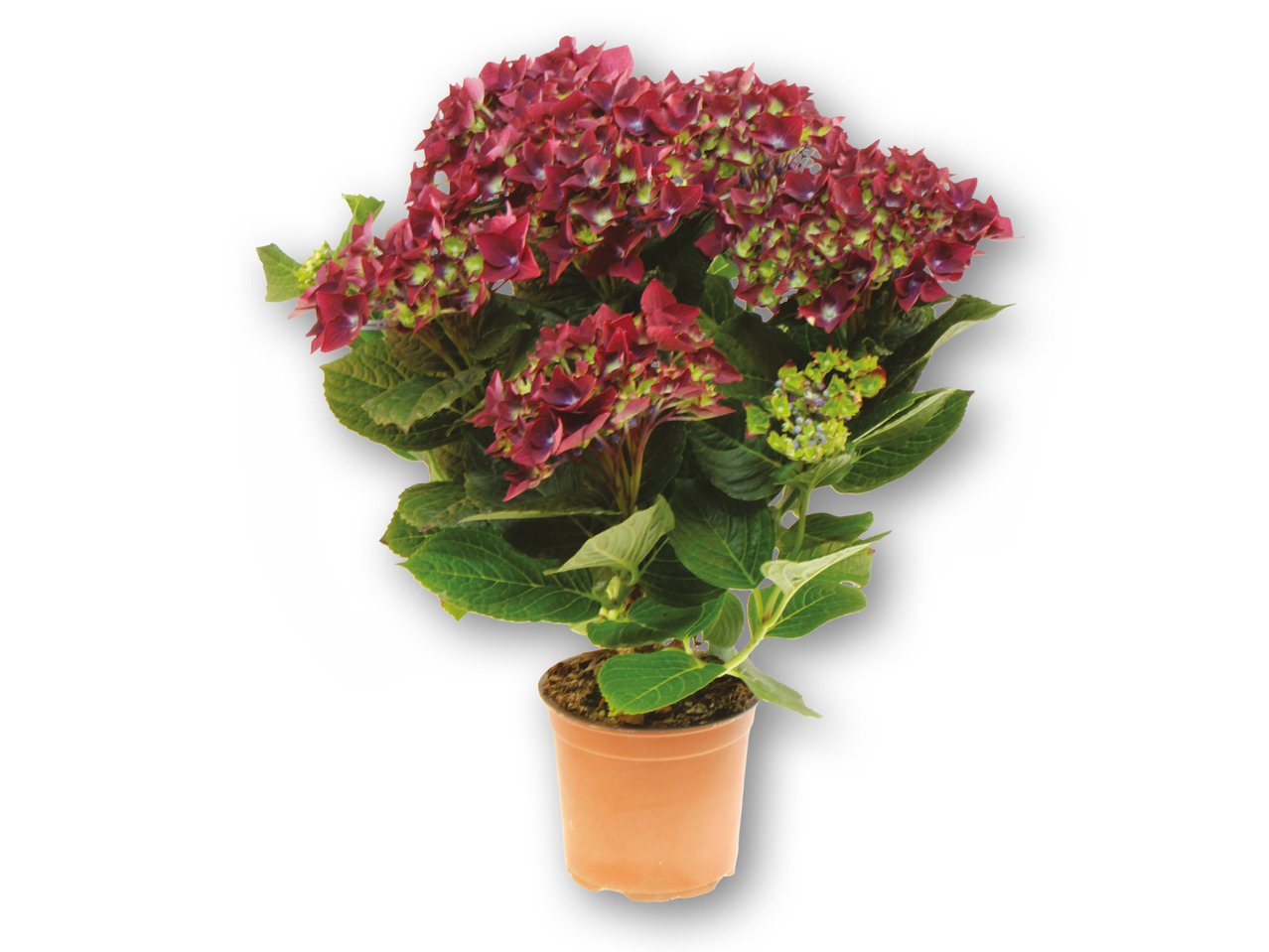 Hortensia