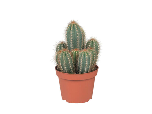 Plantes grasses et cactus
