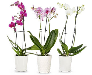 Orchidee