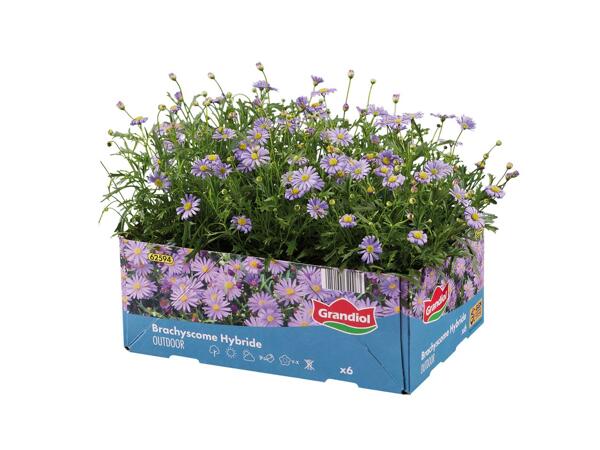 Bedding and Balcony Plants