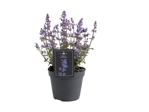 Primavera Garden Plant Mix