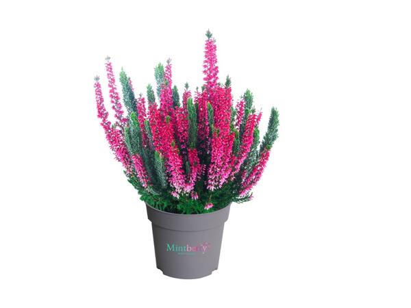 "Mint-Berry" Painted Heather