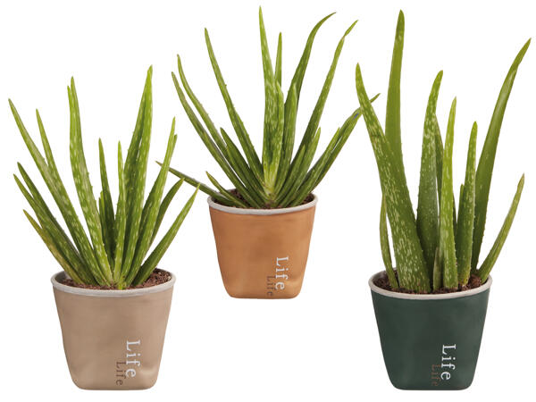 Aloe Vera „Lifestyle"